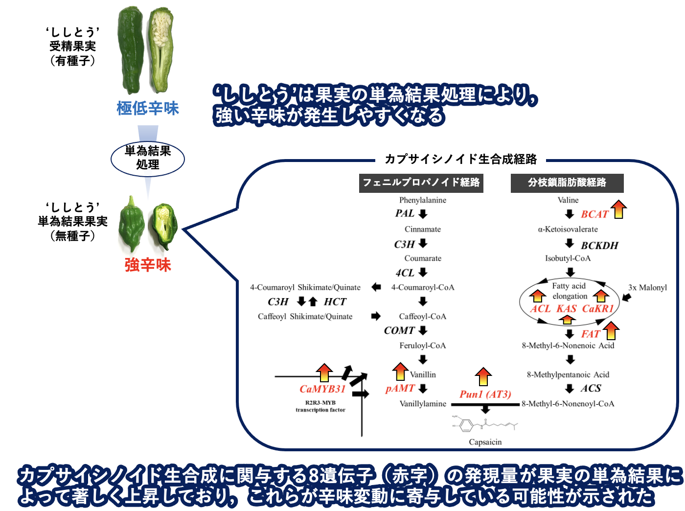 園芸学会ホームページ - Japanese Society for Horticultural